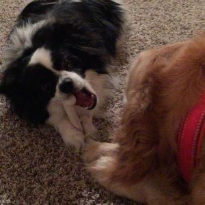 Meet your Posher, Amy